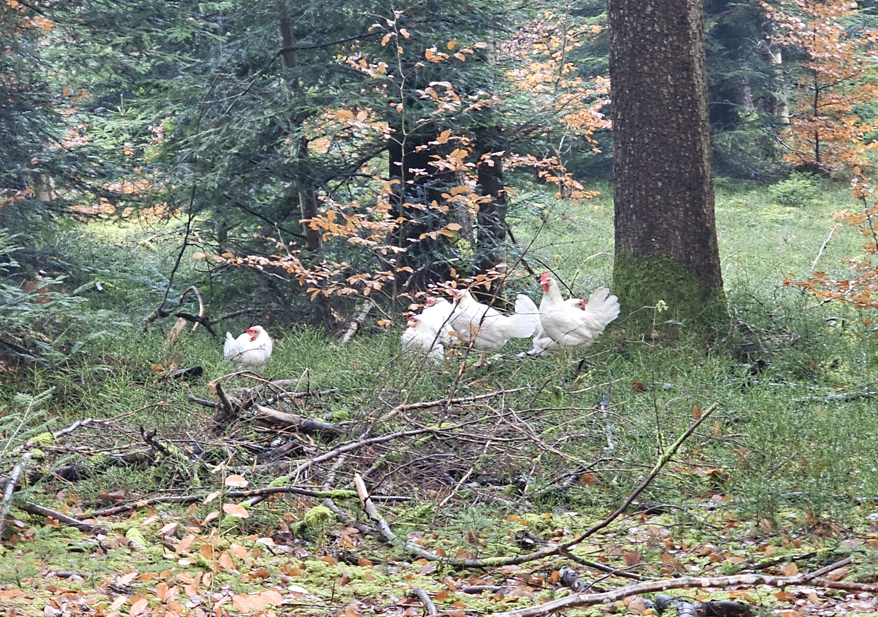 Am Dienstag sind in einem Wald bei Schüpfen mehrere freilaufende Hühner aufgefunden worden.